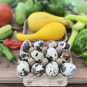 Quail Eggs from L and H Farm